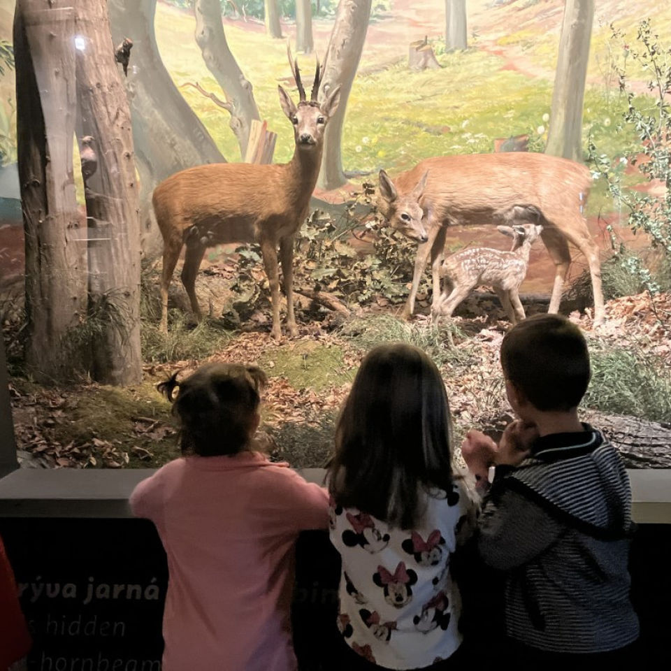 Dinosaur Trip to Museum