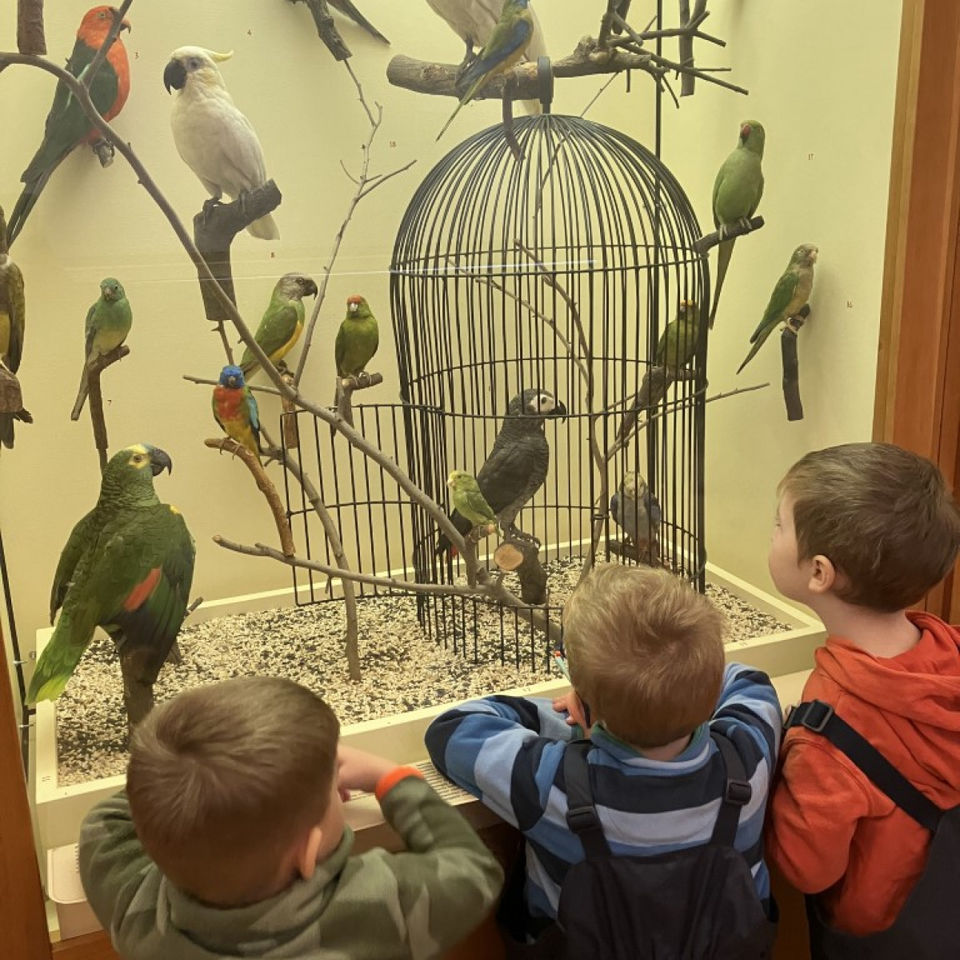 Dinosaur Trip to Museum