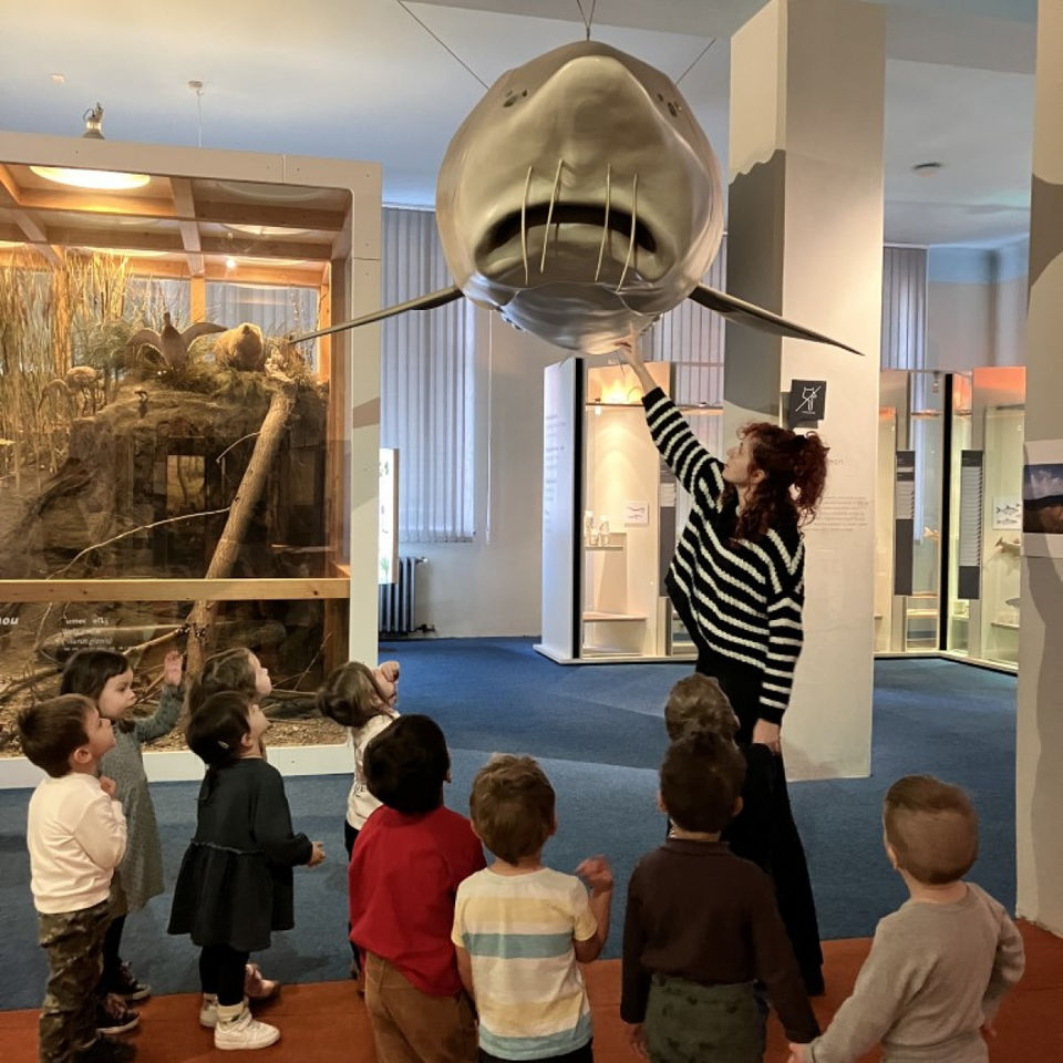 Dinosaur Trip to Museum