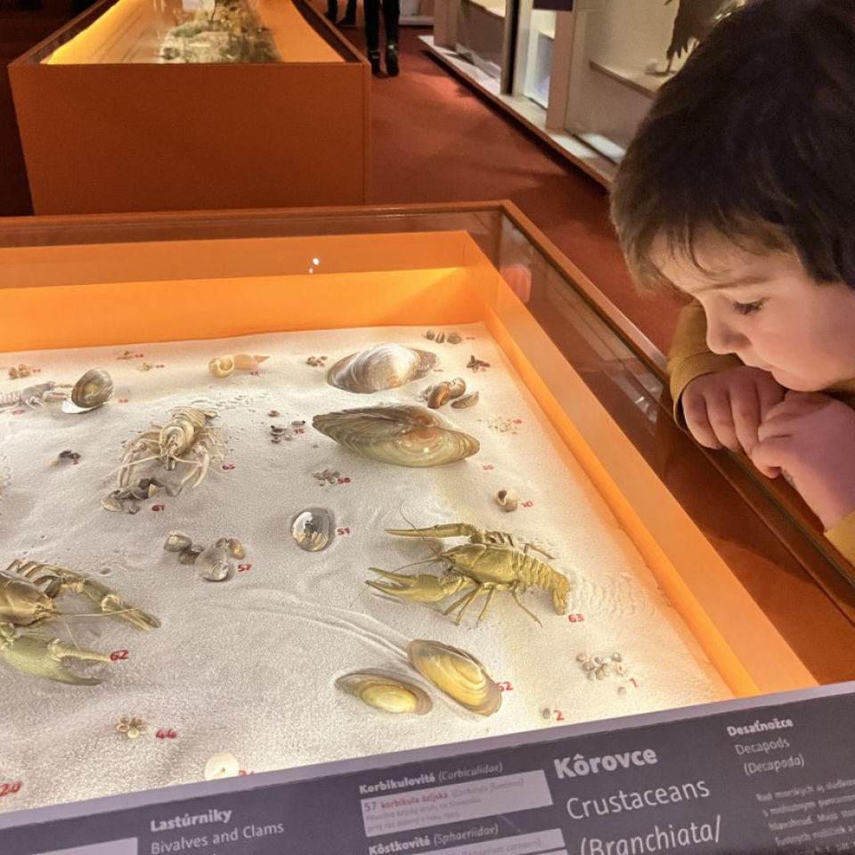 Dinosaur Trip to Museum