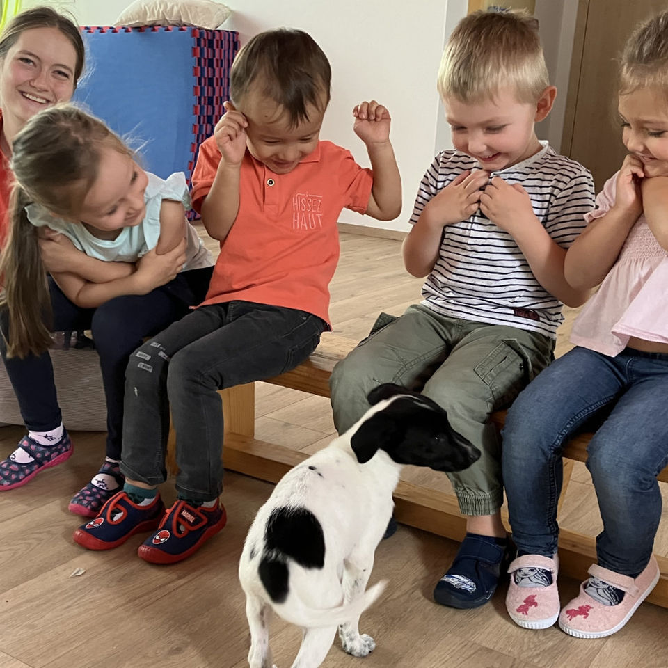 Show domácich maznáčikov