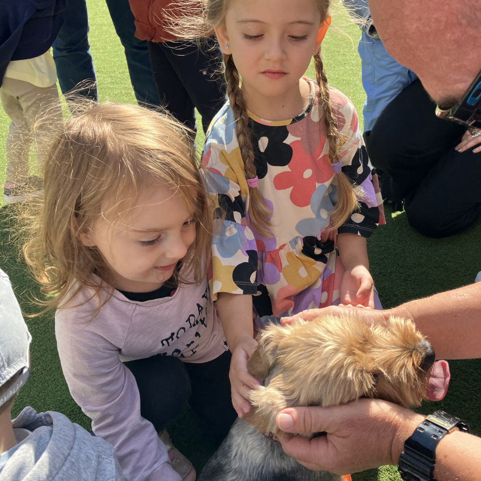 Show domácich maznáčikov