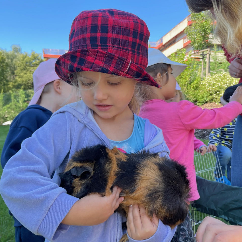 Show domácich maznáčikov