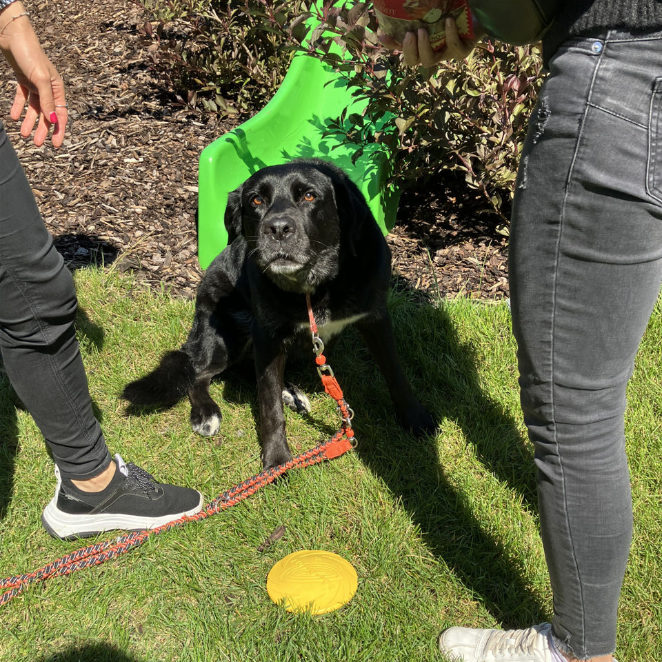 Show domácich maznáčikov