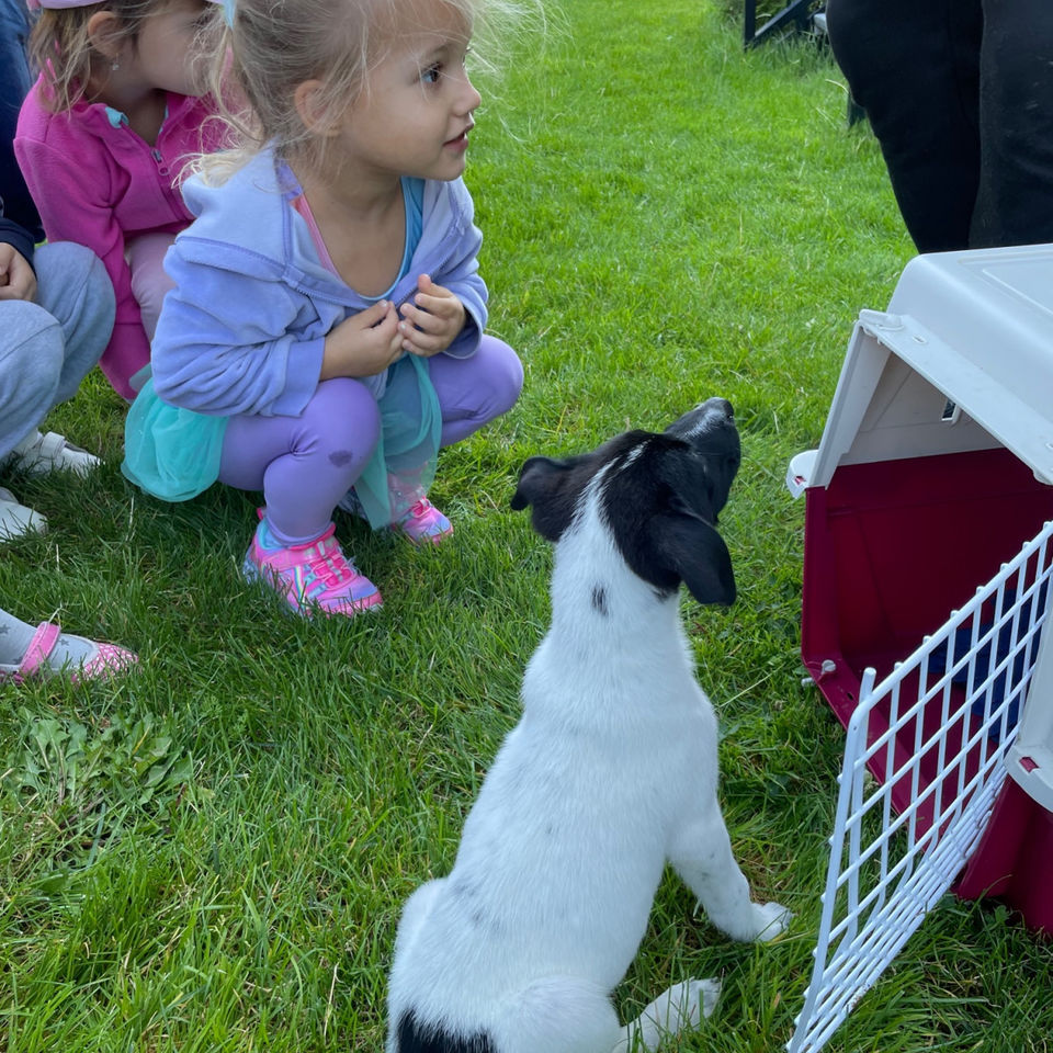 Show domácich maznáčikov