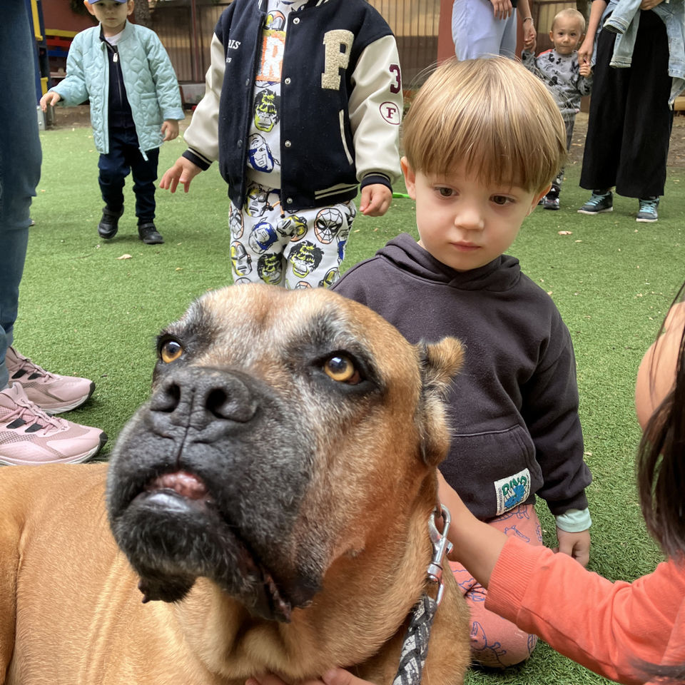 Show domácich maznáčikov