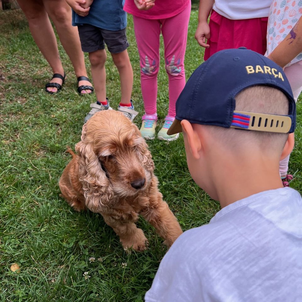 Máme radi zvieratá