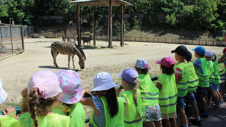 Zebras at ZOO
