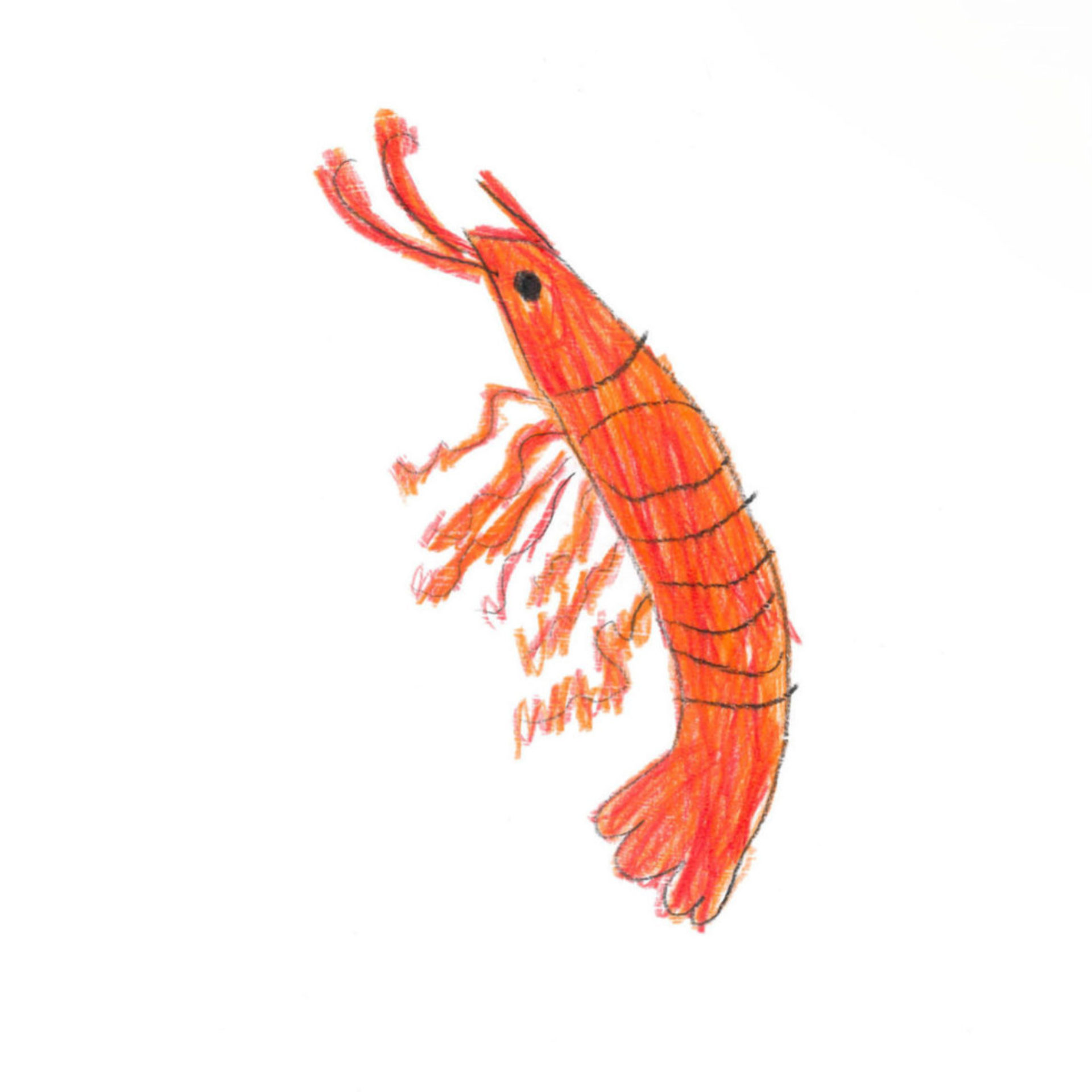 SHRIMPS