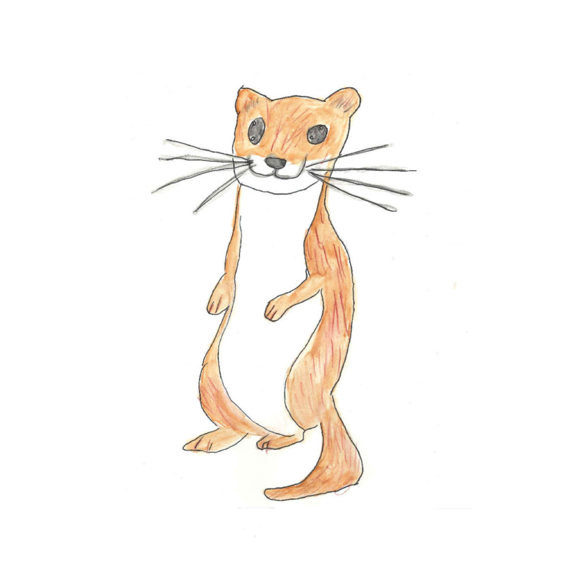 WEASELS