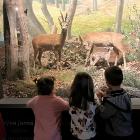 Dinosaur Trip to Museum