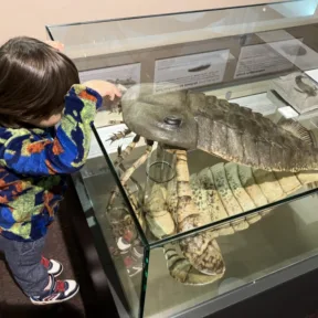 Dinosaur Trip to Museum