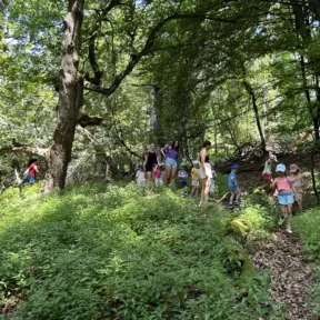Forest Adventures