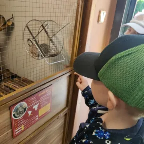 Animal Friends