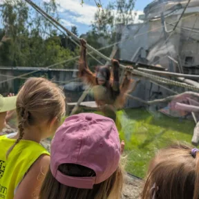 Animal Friends
