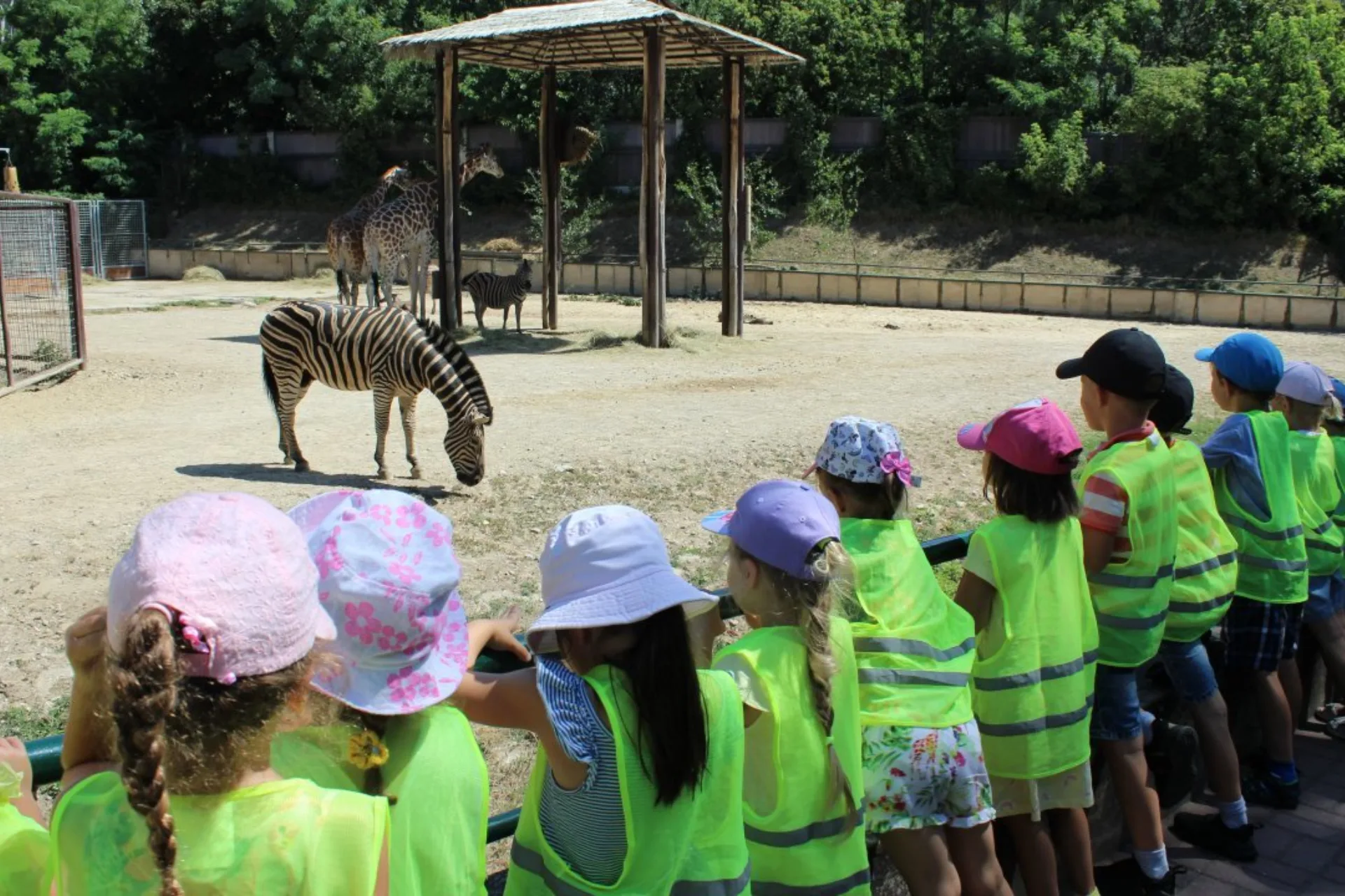 Zebry v ZOO