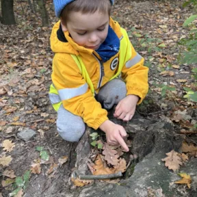 Autumn in the Forest