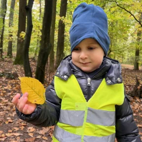 Autumn in the Forest
